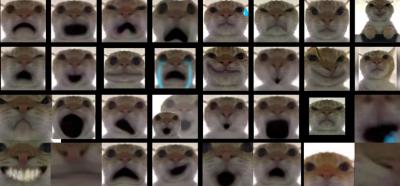 全网最全自拍猫表情包，鼠鼠表情包，Swag Cat表情包。